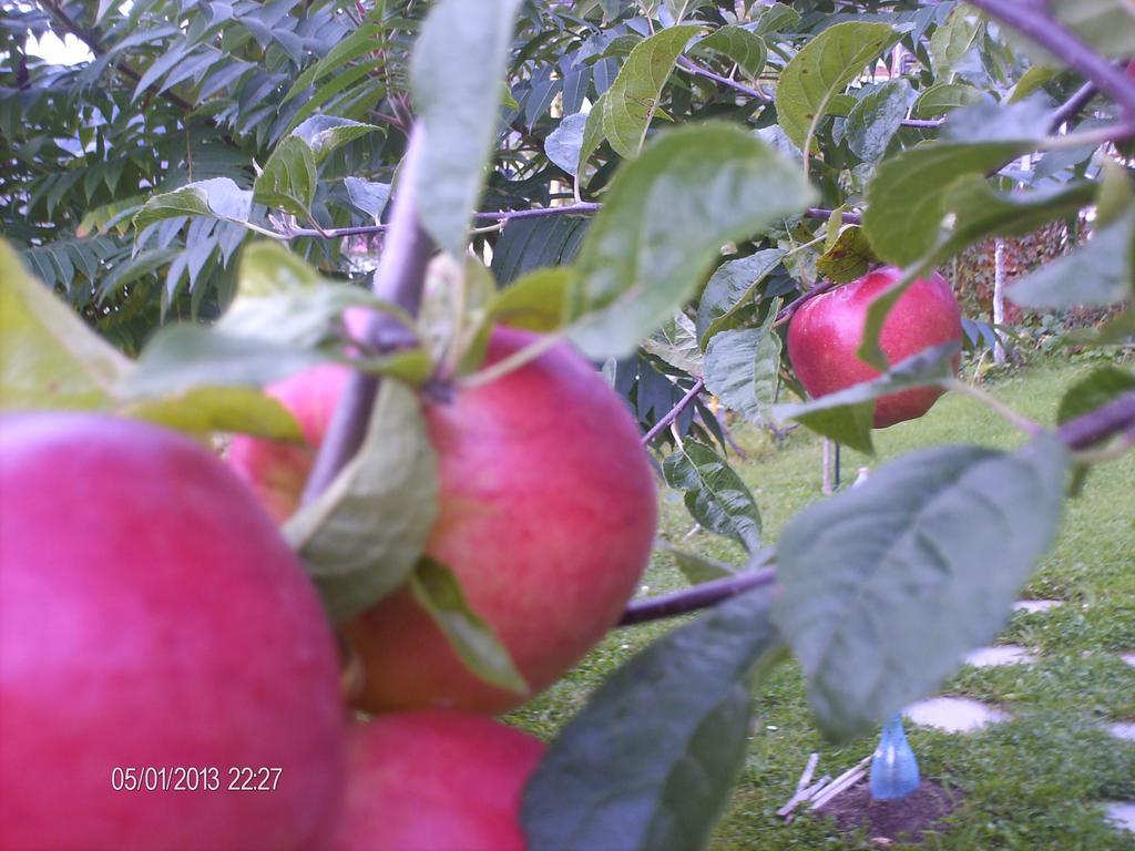 Pension Cote D'Amour Moieciu de Jos Exteriér fotografie